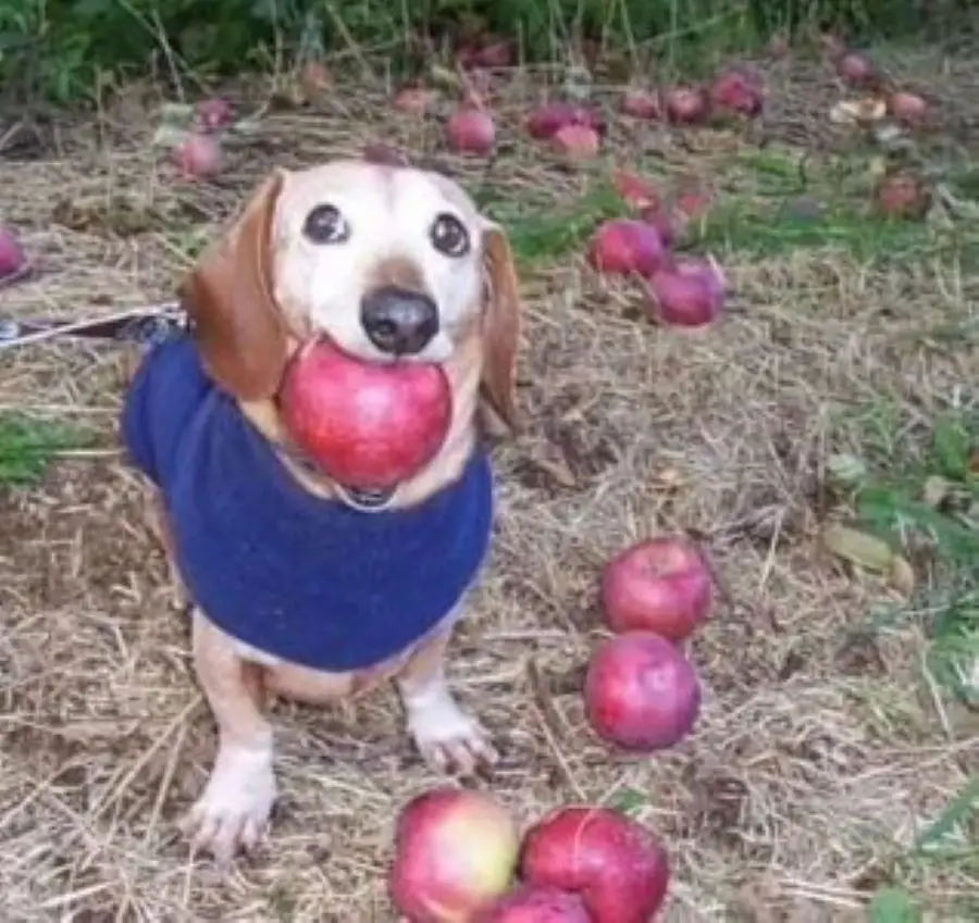 A dachshund wearing a blue sweater sits in a grassy area surrounded by fallen apples, holding one large red apple in its…