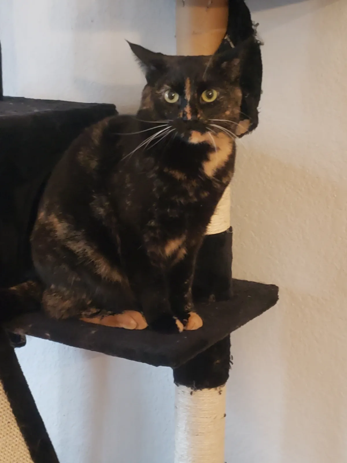 A tortoiseshell cat with striking green eyes sits upright on a black cat tree platform, looking directly at the camera with…
