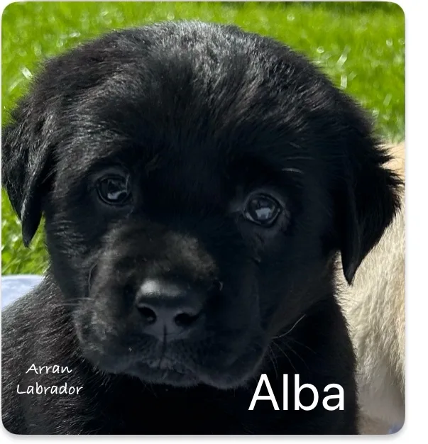 Meet Arran, the Labrador of Alba
