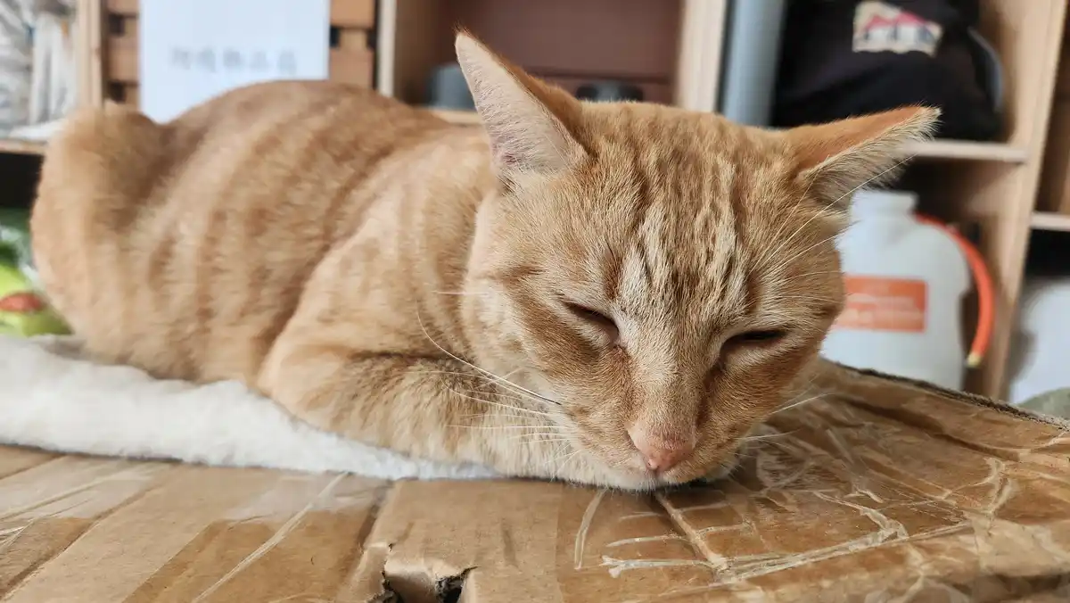 Today’s Agenda: Embrace the Art of Napping