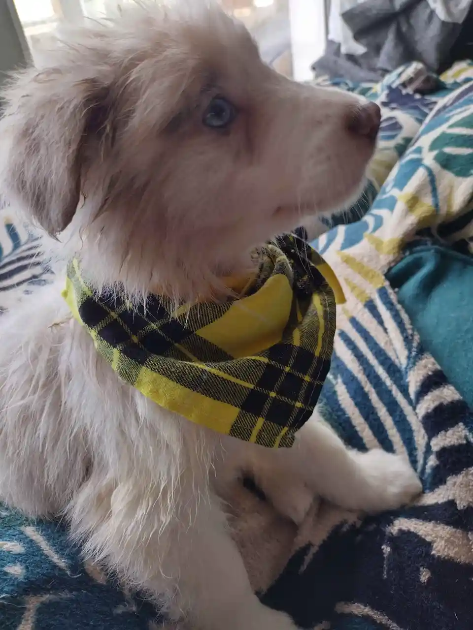 A fluffy, light-colored puppy with striking blue eyes sits on a patterned blanket, wearing a yellow and black plaid bandana…