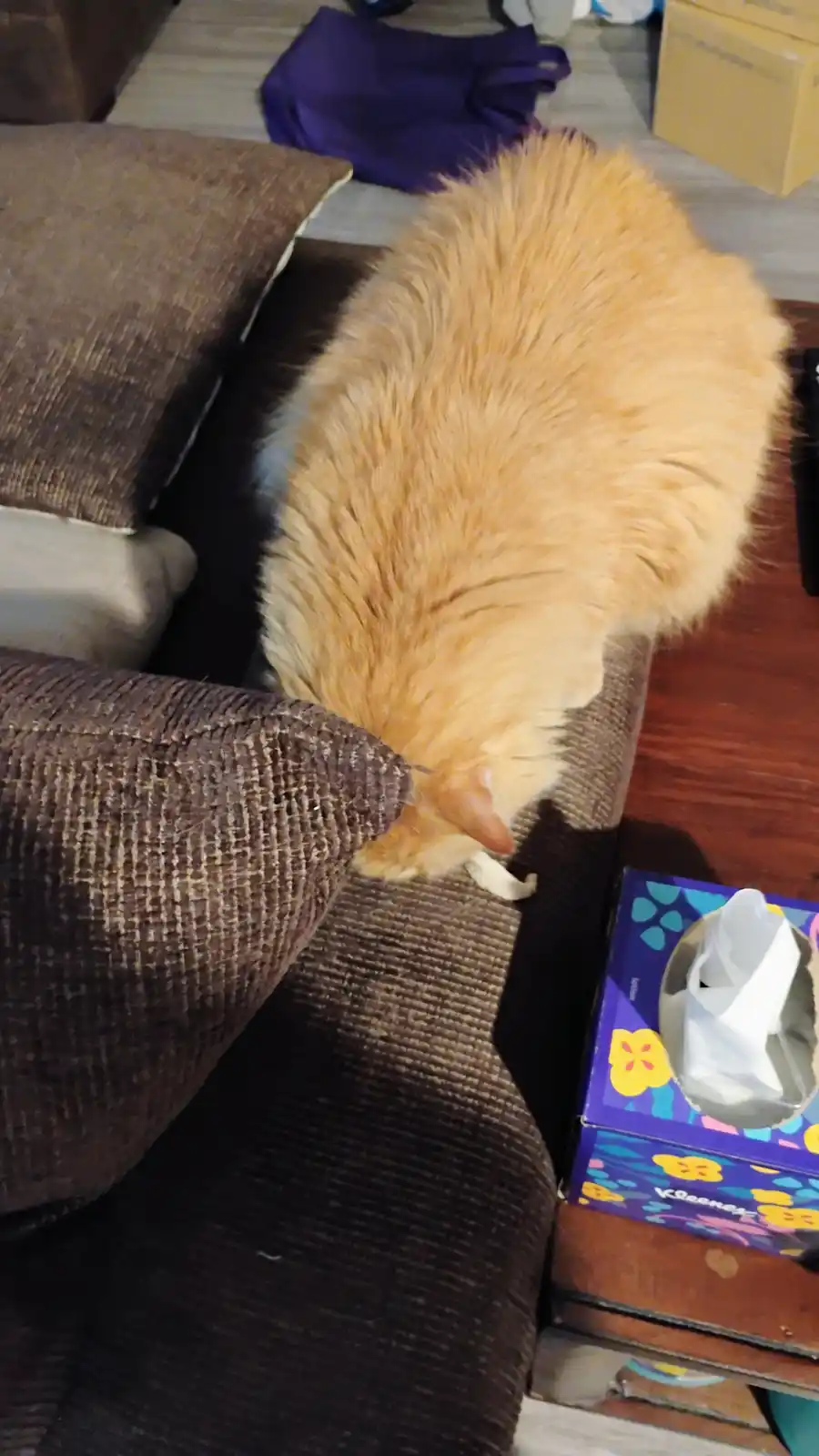 A fluffy orange cat is curled up on a brown textured couch, its head buried in the cushion as if deep in thought. Beside the…
