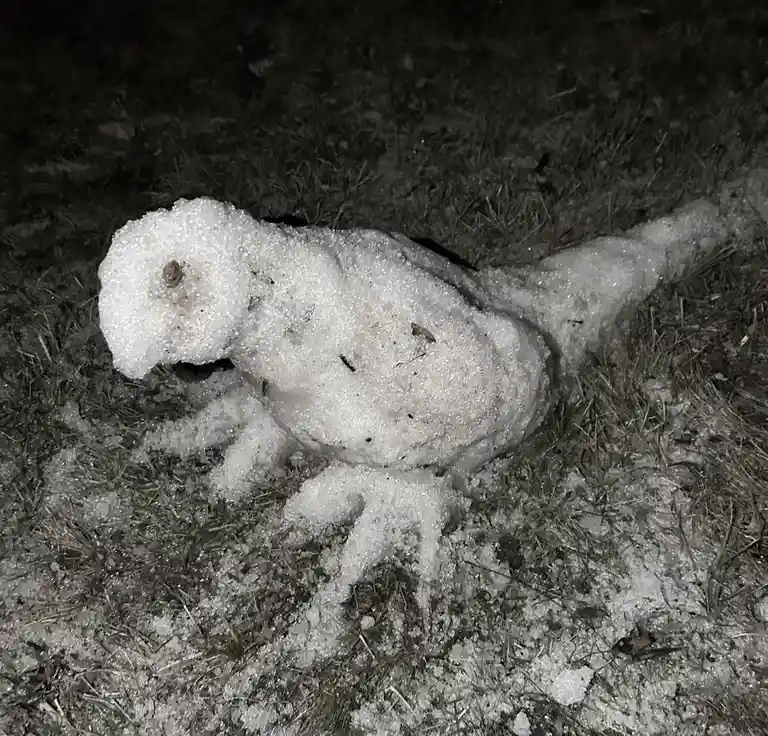 A poorly constructed, lumpy snow sculpture lies on grass at night, resembling a crude, asymmetrical snowman with a single…