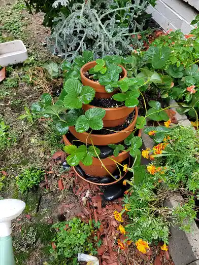 A stack of four terracotta pots, each containing strawberry plants with green leaves, arranged vertically in a garden. Water…