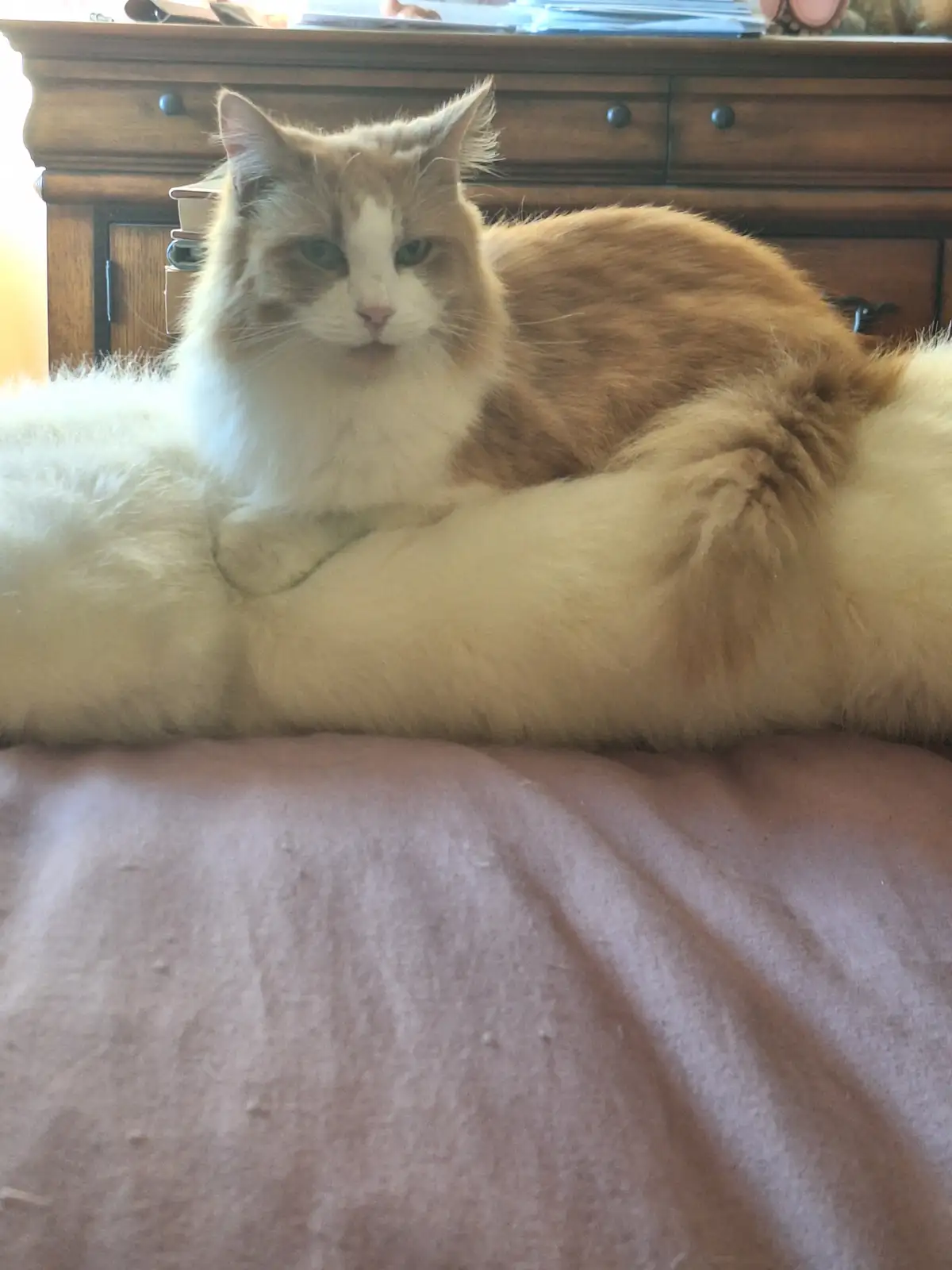 A fluffy orange and white cat with a grumpy expression lies stretched out on a pink blanket, looking directly at the camera…