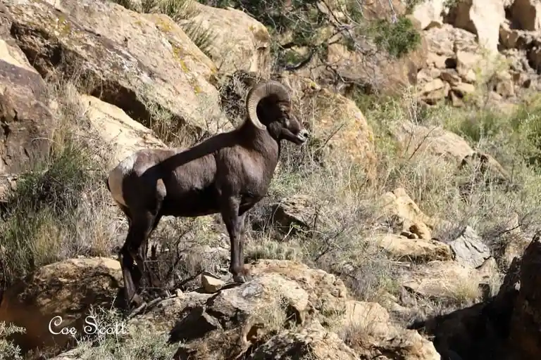 A dark brown bighorn sheep with large, curved horns stands alert on rocky terrain with sparse vegetation. The image has a…