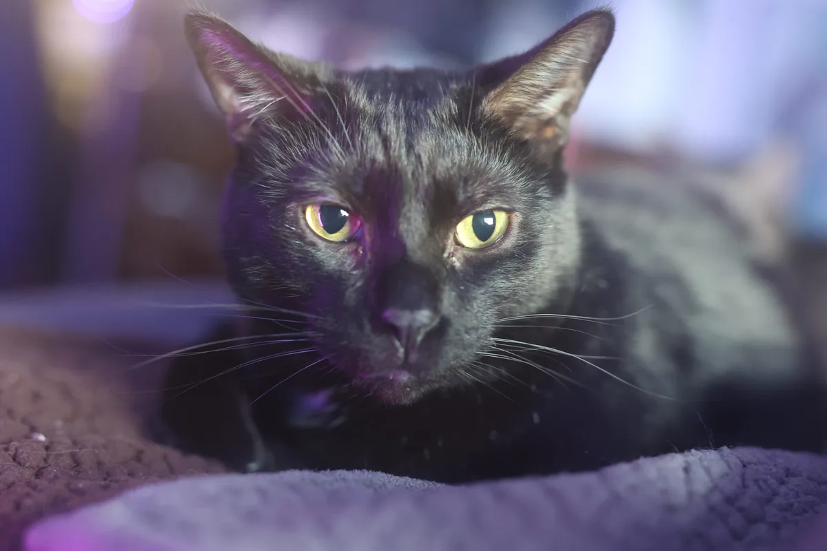 A close-up photo of a black cat with intense yellow eyes staring directly at the camera, lying on a textured surface under…