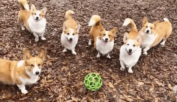 When you just can't resist that adorable corgi tail.