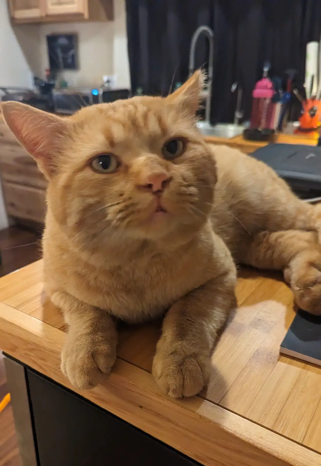 An orange tabby cat with wide, unimpressed eyes and a slightly downturned mouth sits on a wooden kitchen counter, looking…