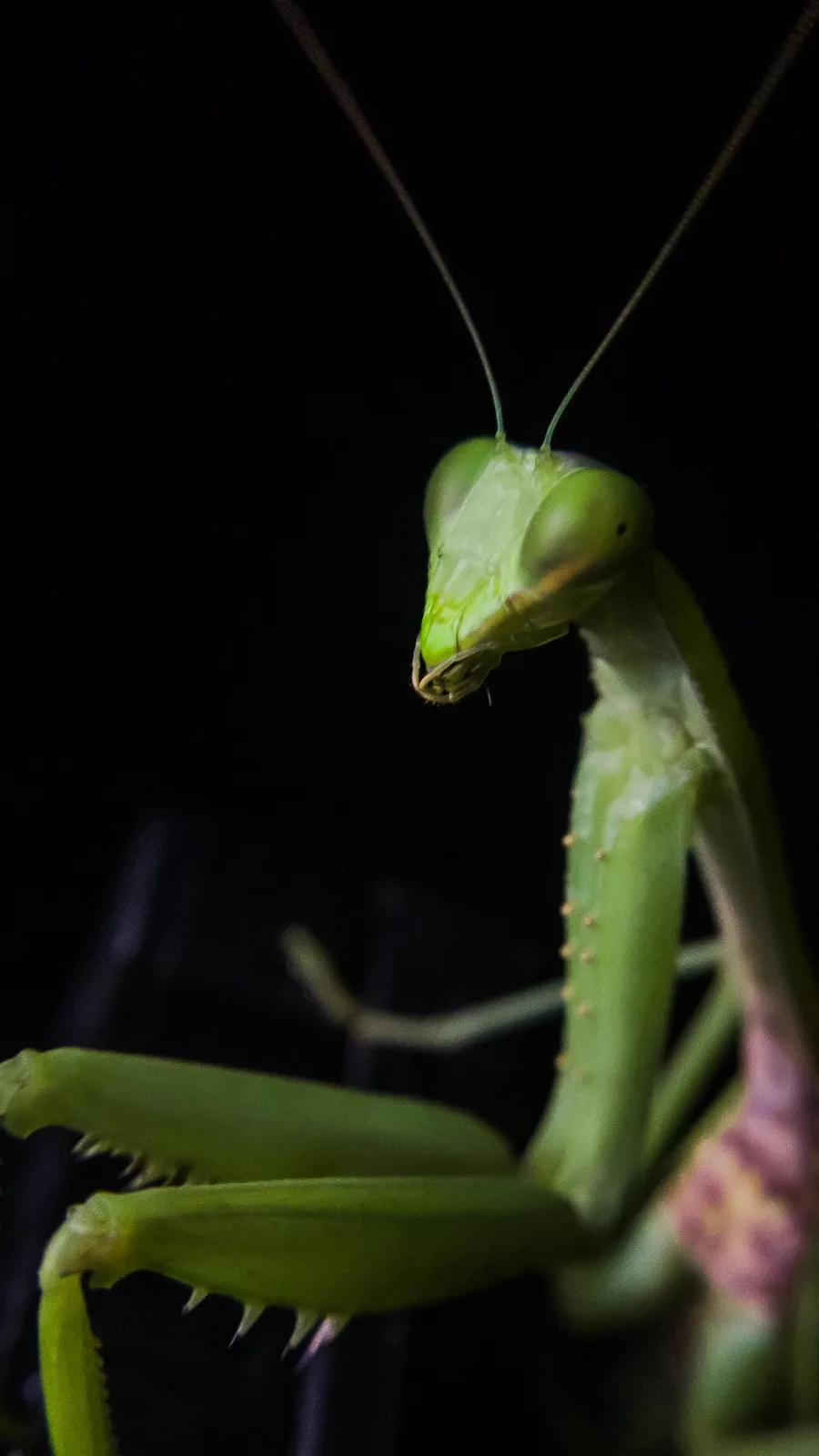 A close-up photograph of a green praying mantis against a black background, its head tilted slightly downward. The mantis…