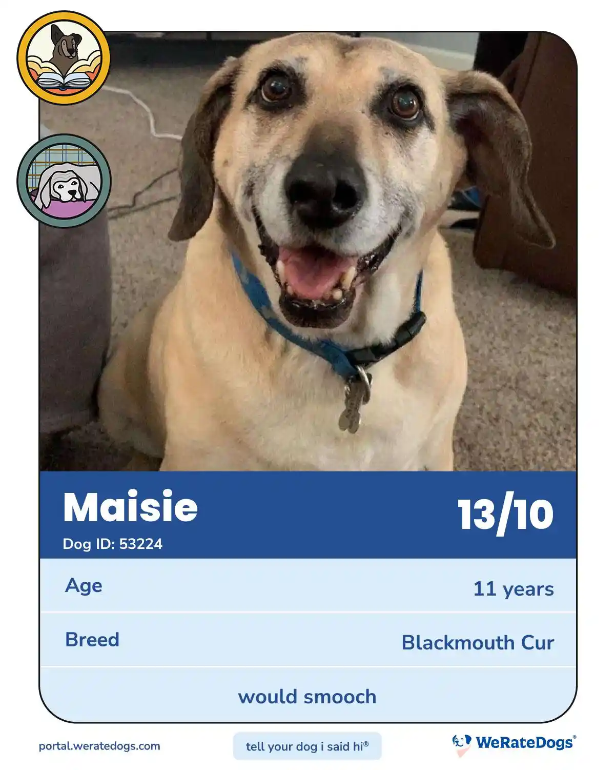 A close-up photo of a light brown, older dog named Maisie with a blue collar, sitting on carpet. The image is overlaid with…