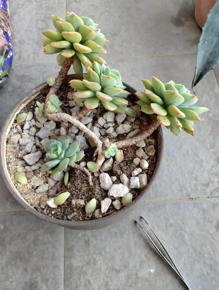 A potted succulent arrangement shows multiple green succulents with some detached leaves scattered in the soil and gravel. A…
