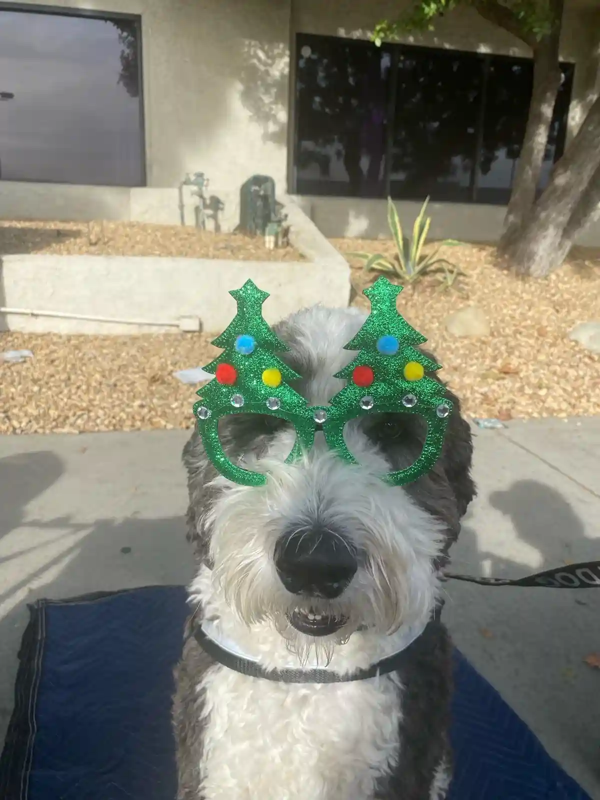 A close-up photo of a fluffy gray and white dog sitting outdoors on a blue mat, wearing oversized green glittery glasses…