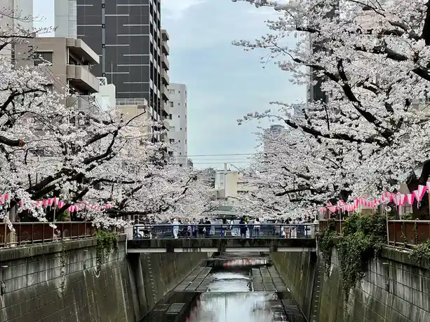 A scenic urban canal lined with blooming cherry blossom trees, their white flowers framing a bridge where people are…