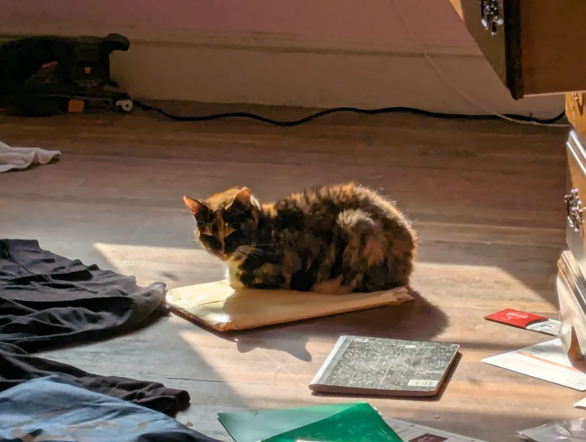 A tortoiseshell cat is curled up and resting on a book lying on a wooden floor, bathed in sunlight. The surrounding area is…