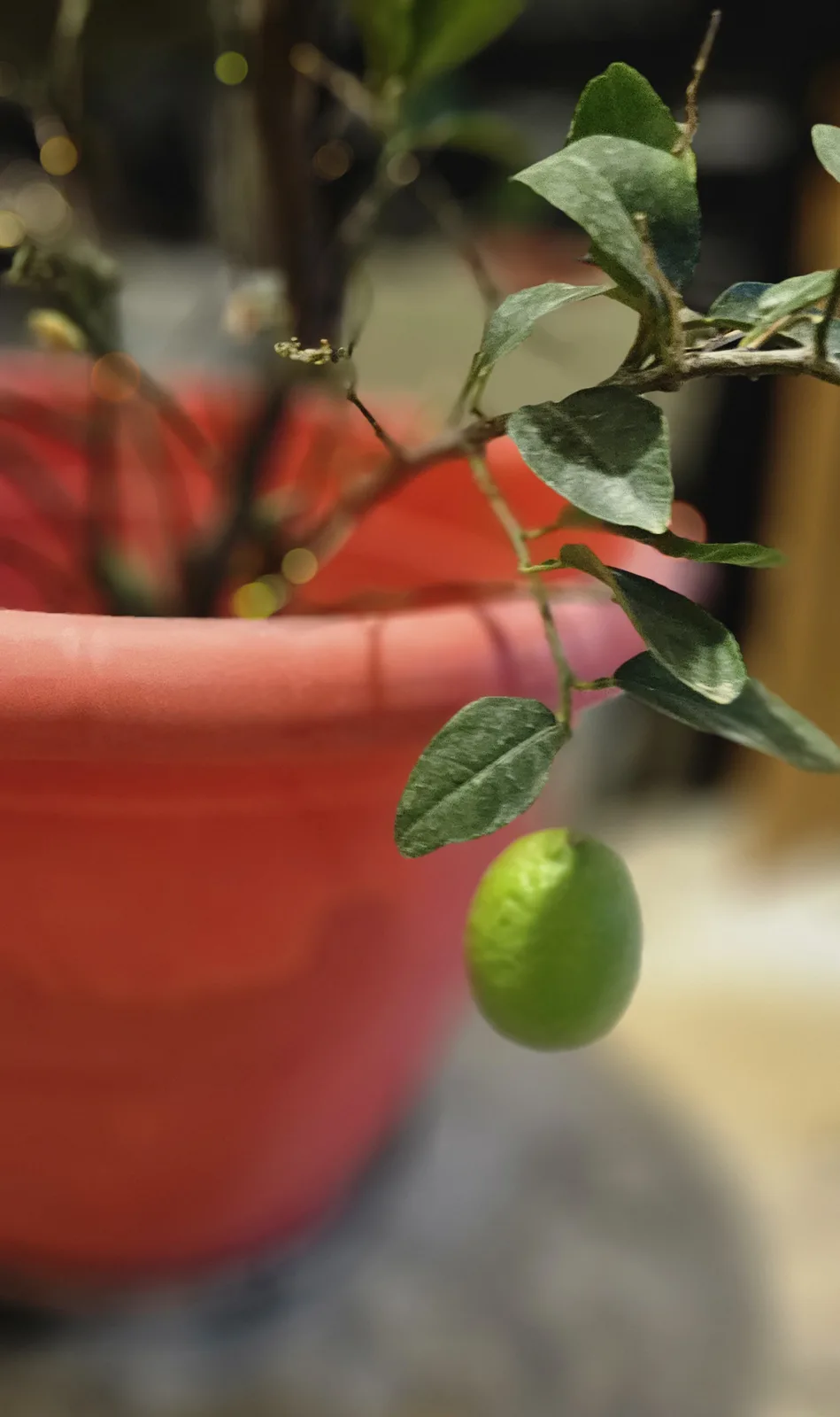 A close-up photo shows a single green lime hanging from a branch of a potted plant with small green leaves. The plant is in…