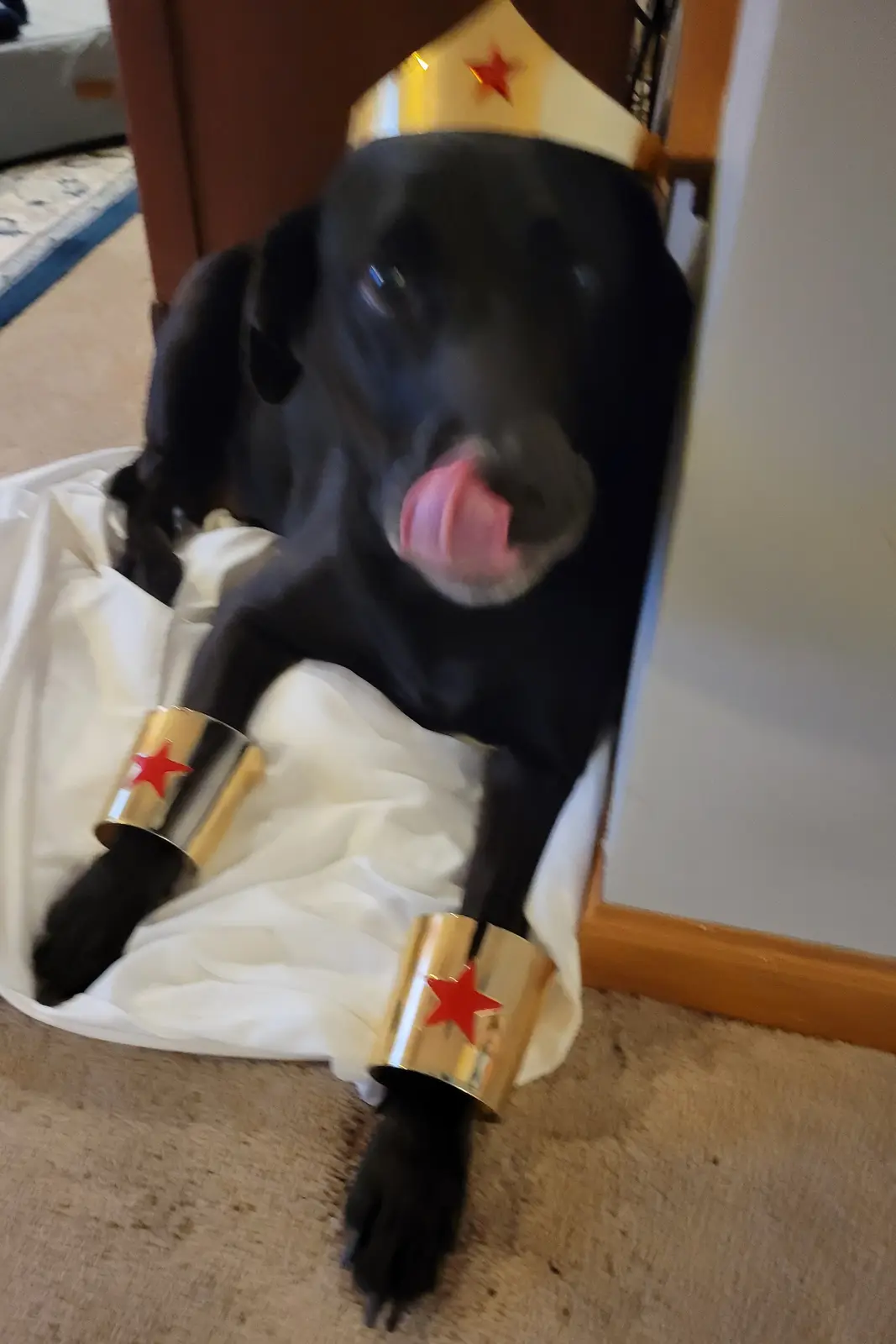 A black dog is dressed in a Wonder Woman costume, wearing a white tiara with a red star, a white draped costume, and gold…
