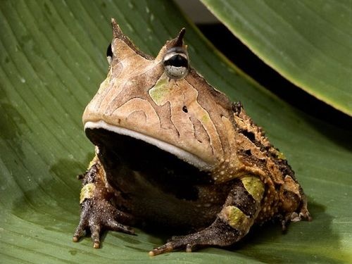 a close-up photo of a horned frog with prominent horn-like protrusions above its eyes, sitting on a large green leaf. The…