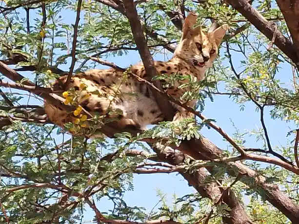 A serval cat is lounging in a tree with green leaves and yellow flowers, looking down with a relaxed expression. The…