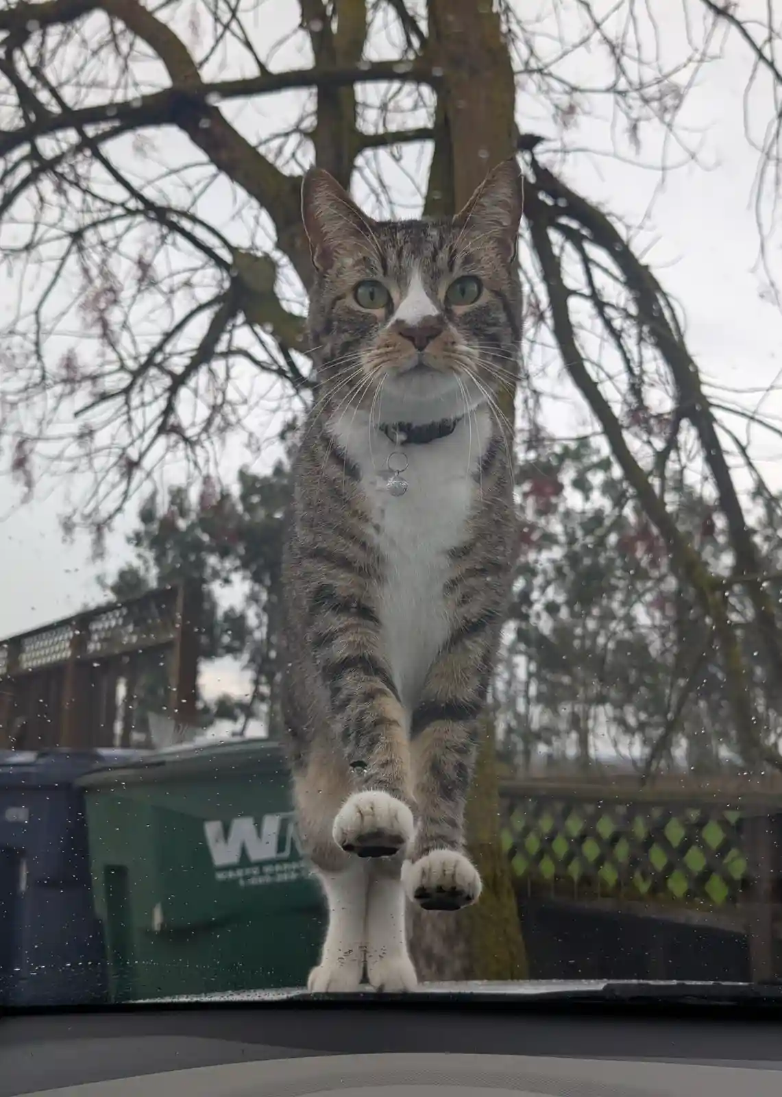 A tabby cat with white paws and chest stands on the hood of a car, looking directly at the camera through a rain-speckled…