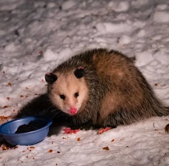 A close-up photo of an opossum sitting in snow next to a blue bowl filled with blackberries. The opossum has a pink nose and…