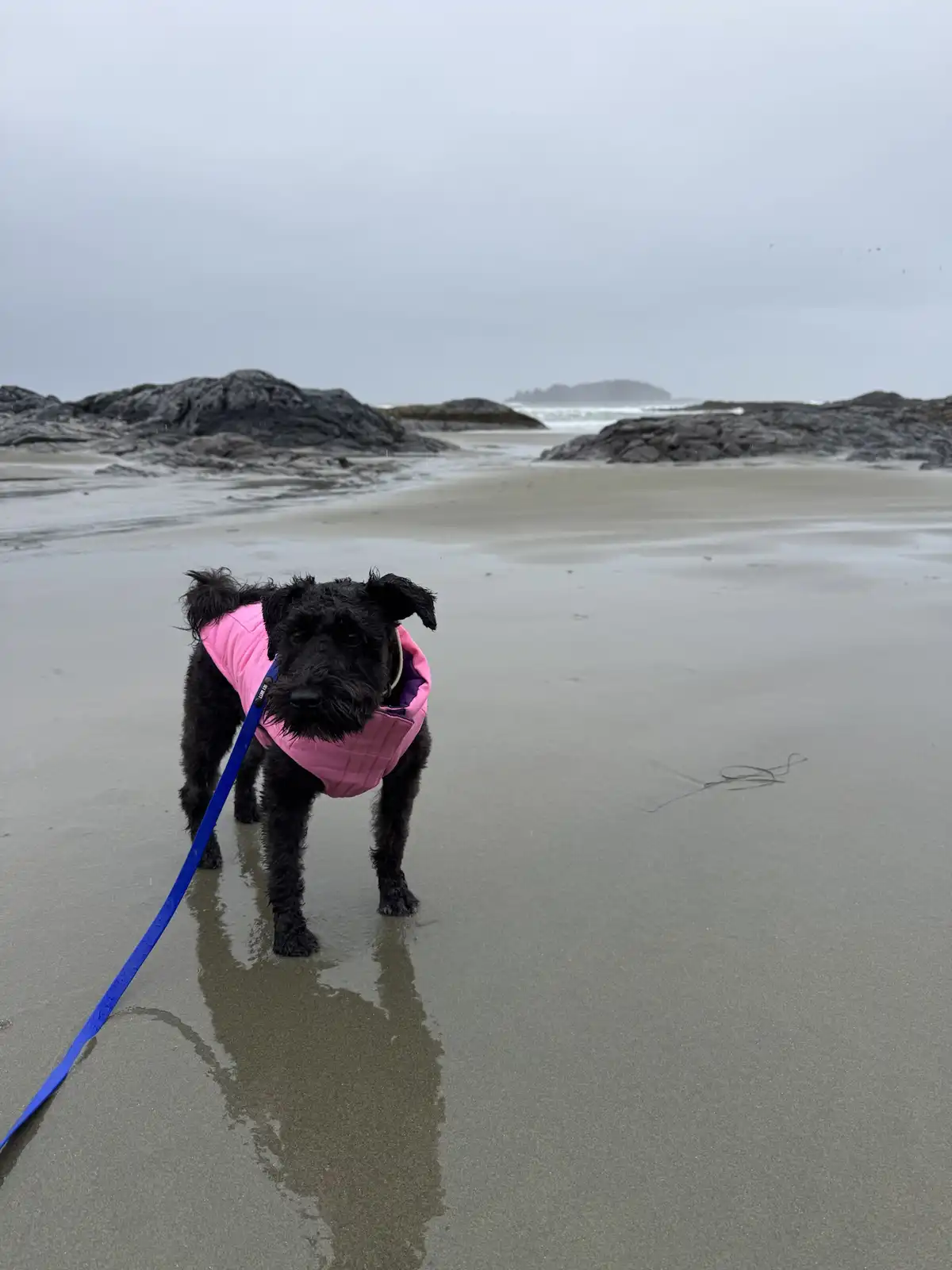 A small black dog with shaggy fur stands on a wet, gray beach wearing a bright pink quilted vest and a blue leash. The…