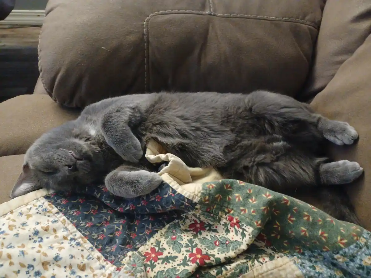Meet Ziva: The Star of the Show