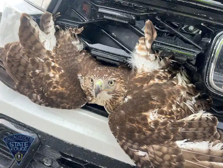 A large brown hawk with spread wings is wedged in the front grille of a white and black vehicle, looking directly at the…