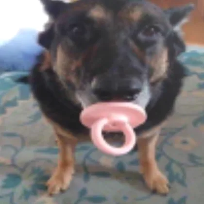 A close-up photo of a German Shepherd dog standing on a patterned fabric surface, holding a pink pacifier in its mouth. The…