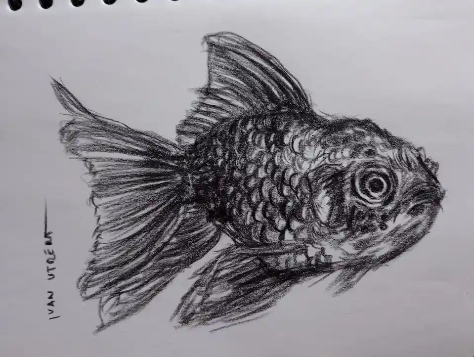 A detailed pencil sketch of a fish on spiral-bound notebook paper, signed 'IVAN UTOZER' vertically on the left. The fish is…