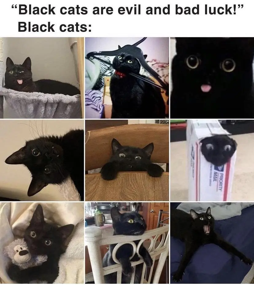 A nine-panel grid shows various black cats in humorous, endearing, or slightly spooky poses, visually contradicting the…