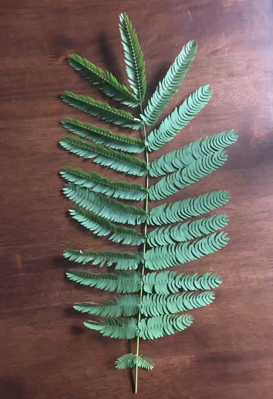 Can You Help Identify This Tree Growing in Our Yard? (TN/AL Border)