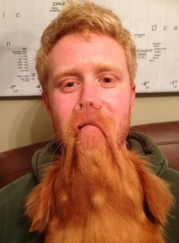 A man with reddish-blond hair and a green hoodie has a long, fluffy, reddish-brown dog's beard covering his lower face and…
