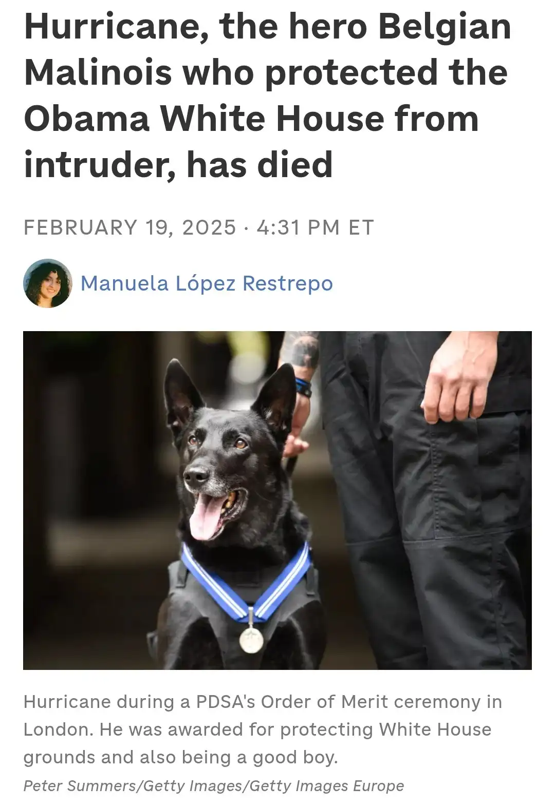 A black Belgian Malinois dog named Hurricane, wearing a blue and white ribboned medal around its neck, is pictured looking…
