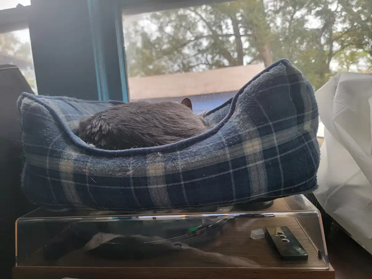 A gray cat is curled up and sleeping inside a blue plaid pet bed that is placed on top of a turntable. The turntable has a…