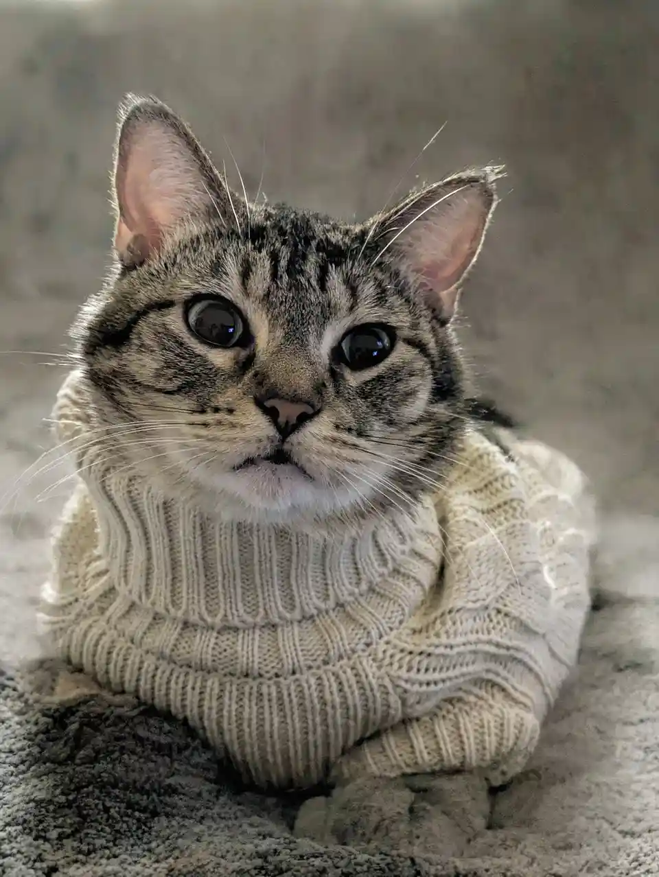 A tabby cat with wide, startled eyes is wearing a cream-colored knitted sweater, looking directly at the camera with a…