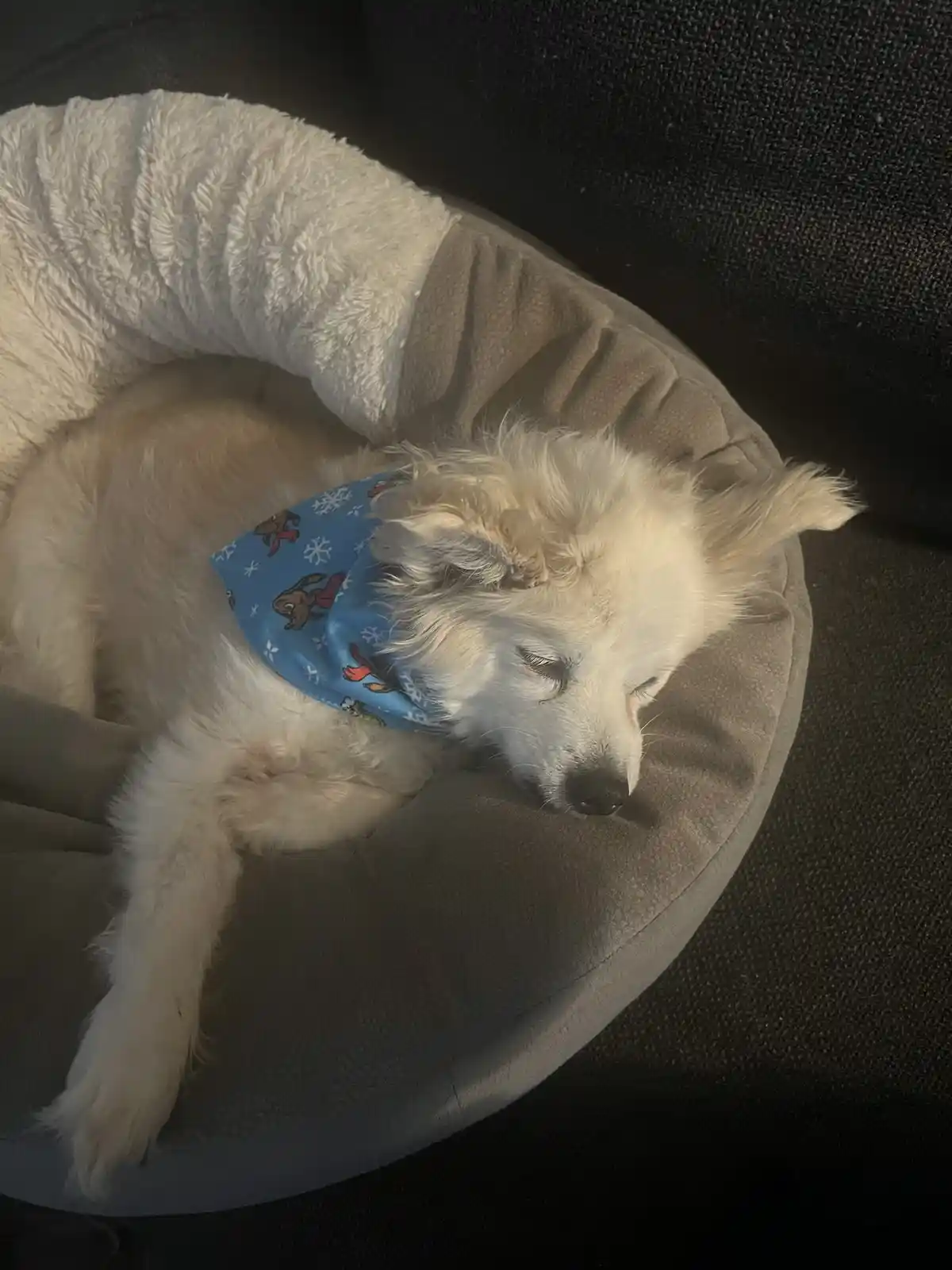 A fluffy white dog is sleeping peacefully in a round, plush dog bed with a white fleece rim, wearing a blue bandana with…