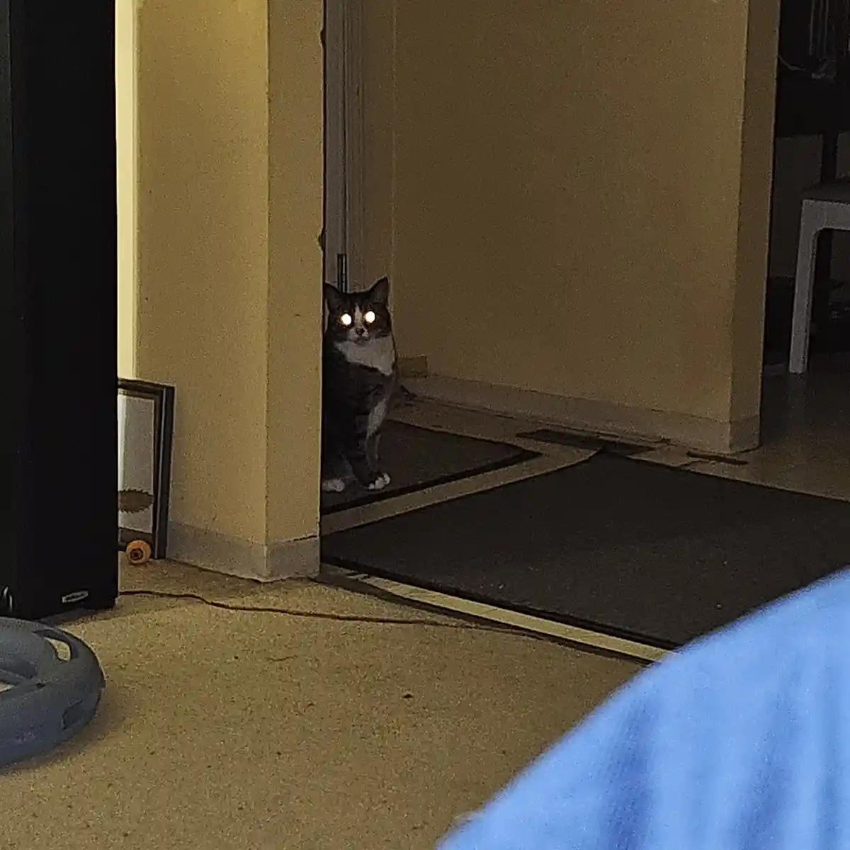 A black and white cat with glowing eyes peers cautiously from behind a doorway in a dimly lit room, creating a spooky…
