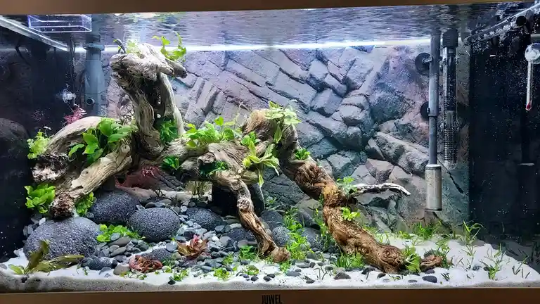 A large, well-lit aquarium features a prominent, gnarled piece of driftwood that curves across the tank, adorned with green…