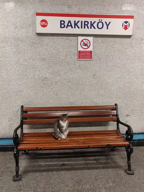 A tabby cat with a white chest sits calmly on a wooden bench in a subway station. Above the bench is a sign reading…
