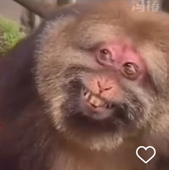 A close-up image of a monkey with a wide, toothy grin and bulging eyes, looking directly at the camera. The monkey has…