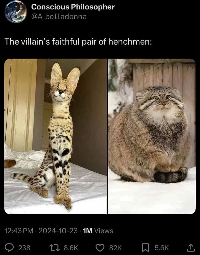 The image displays two side-by-side photos of cats: on the left, a serval cat sitting upright on a bed with its eyes closed…