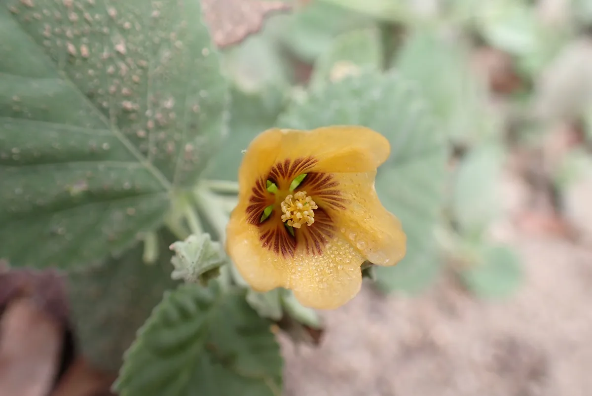A close-up photo of a yellow flower with dark brown markings at its center, surrounded by green leaves. The flower has water…