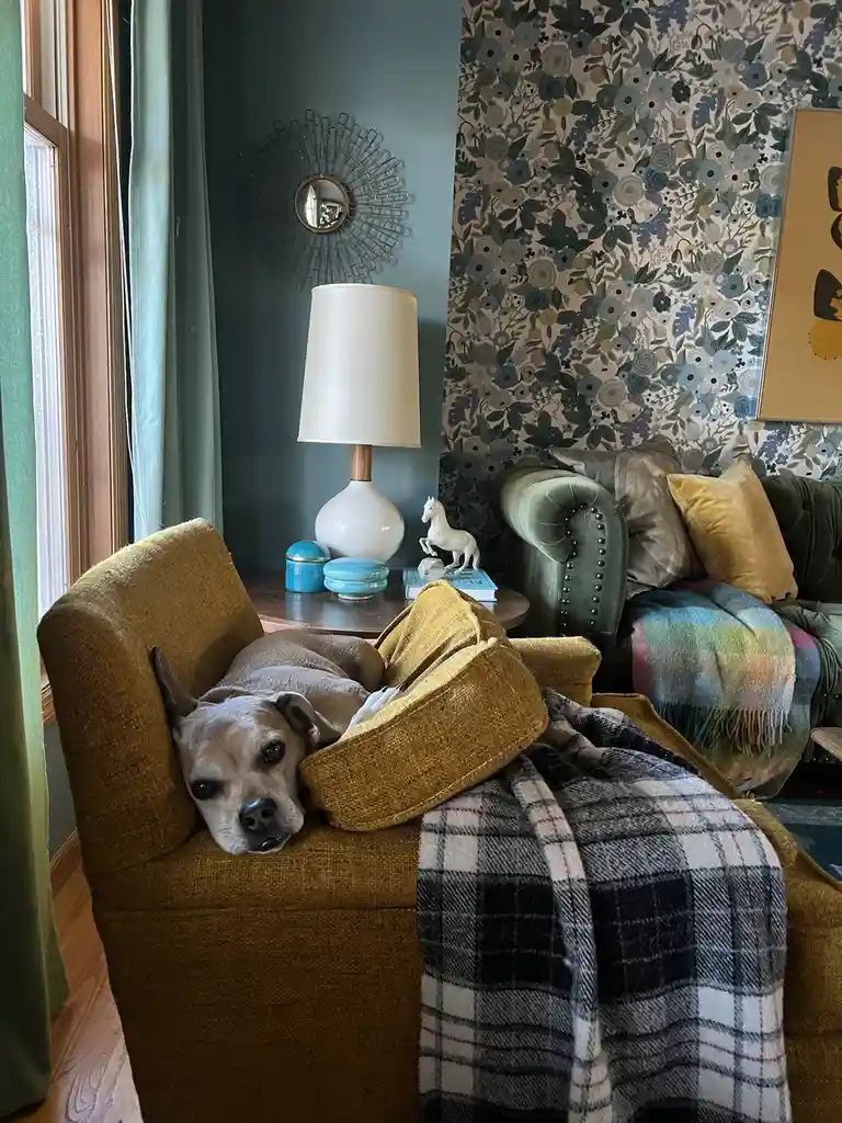 A light brown dog with dark eyes and a black nose is lying down in a mustard-yellow armchair, partially covered by a plaid…