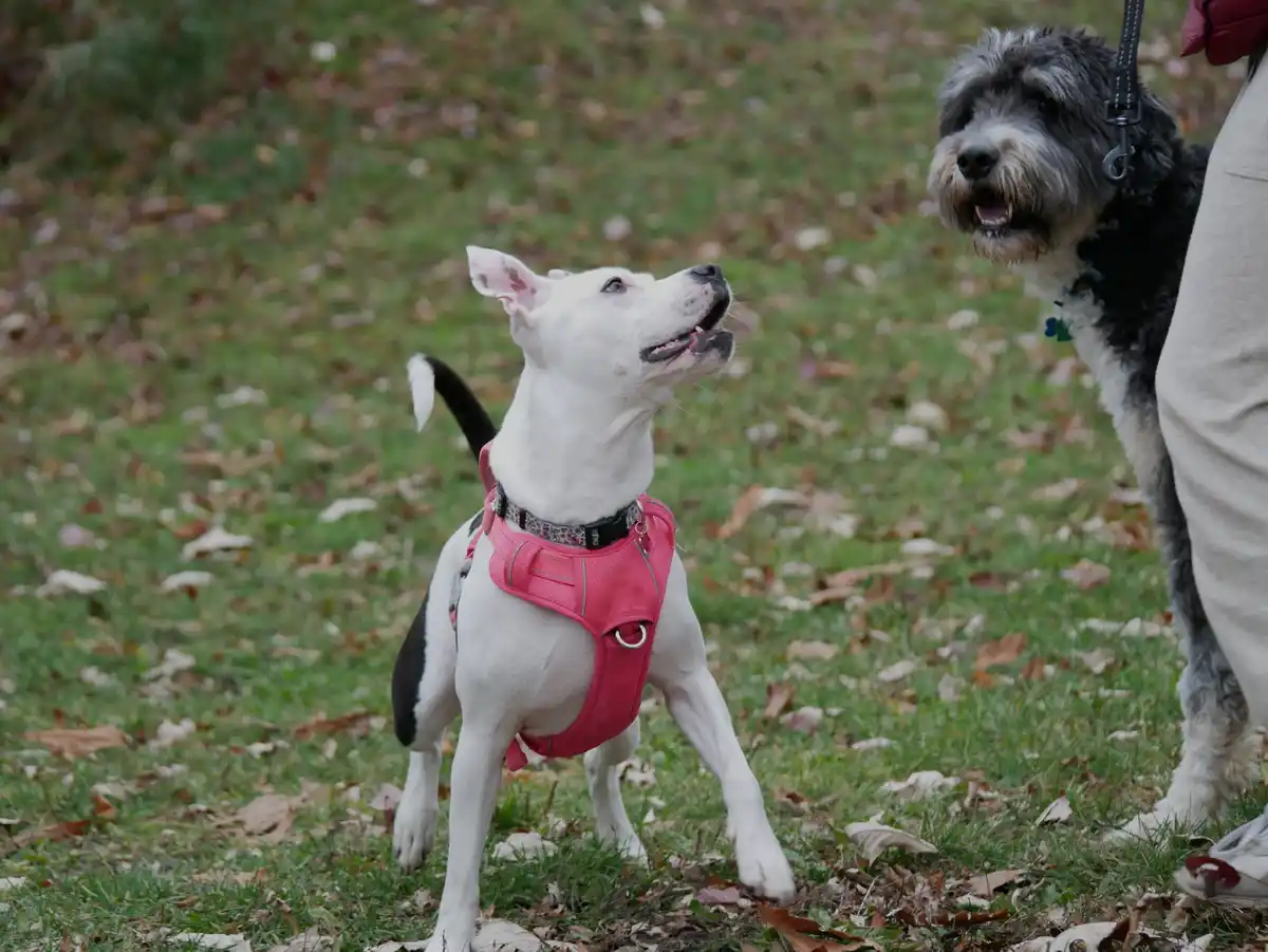 A white dog with a black tail and pink harness looks up eagerly while a shaggy gray-and-white dog stands nearby on a leash…
