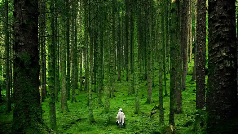 A lone person in a light-colored hooded cloak walks away from the viewer through a dense, moss-covered forest with tall…