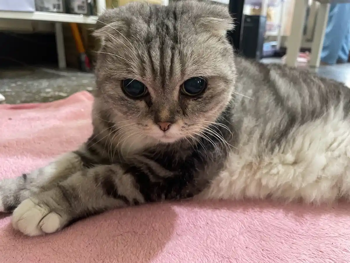 The Adorable Cat Chronicles