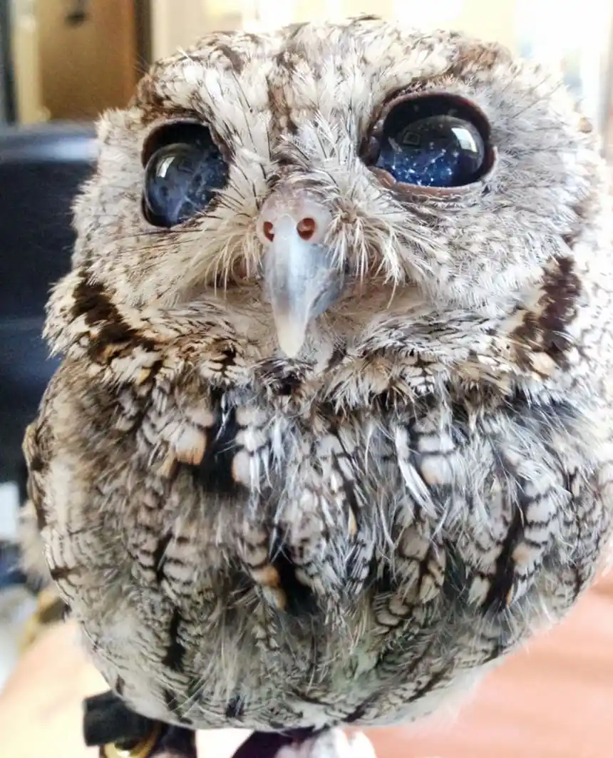 A close-up photo of a small owl with large, round, dark eyes that reflect a starry night sky, giving it an intense, soulful…