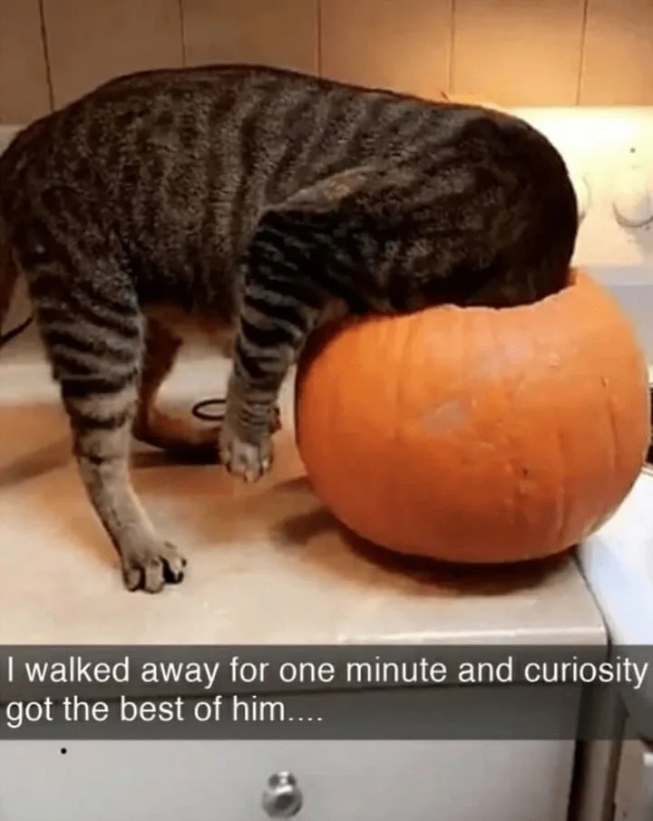 A tabby cat is seen with its head stuck inside a large orange pumpkin, standing on a kitchen counter. The overlaid text…