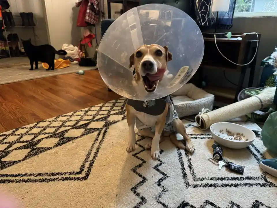 A tan and white dog wearing a clear plastic cone sits on a patterned rug, looking directly at the camera with its mouth…